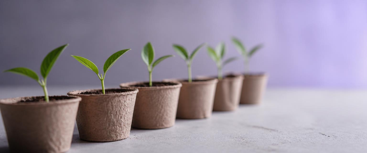 Young seedlings growing in recycled paper pots
